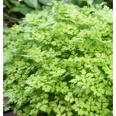  Chervil french Parsley