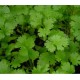 Coriander