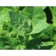 Orach Mountain Spinach