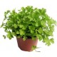 Parsley