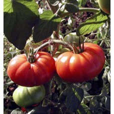 Marmande Tomato 