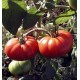 Marmande Tomato 