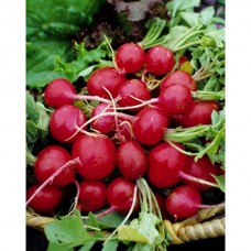 Scarlet Globe Radish