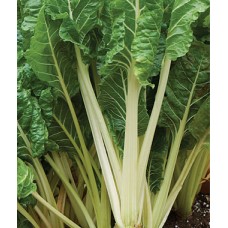 Swiss Chard Fordhook