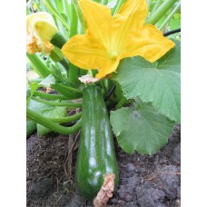 Zucchini Green