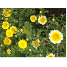 Chrysanthemum yellow