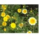 Chrysanthemum yellow