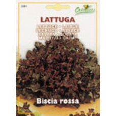 Lettuce Biscia rossa