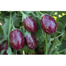 Purple White Stripe Brinjal