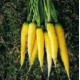 Solar yellow carrot