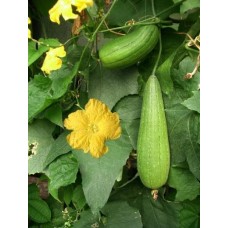 Sponge Gourd