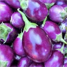 Purple Round brinjal