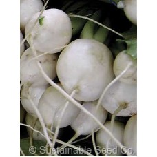 Radish Snowball Giant