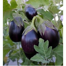 Black Beauty Brinjal