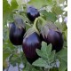 Black Beauty Brinjal