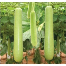 Bottle gourd