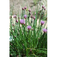 Chives