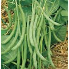 Contender Bush Bean