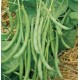 Contender Bush Bean