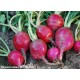 Radish Crimson Giant