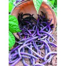 Purple King Pole Bean