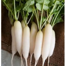 Radish White Short