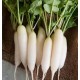 Radish White Short