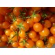 SunGold Cherry Tomatoes