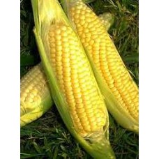 Golden Bantam Sweet Corn