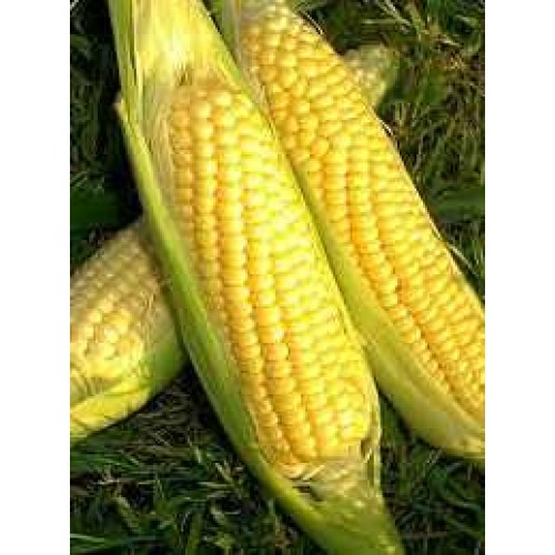 Golden midget corn information