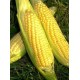 Golden Bantam Sweet Corn